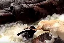 Le moment exceptionnel où un labrador sauve un chien emporté par une rivière